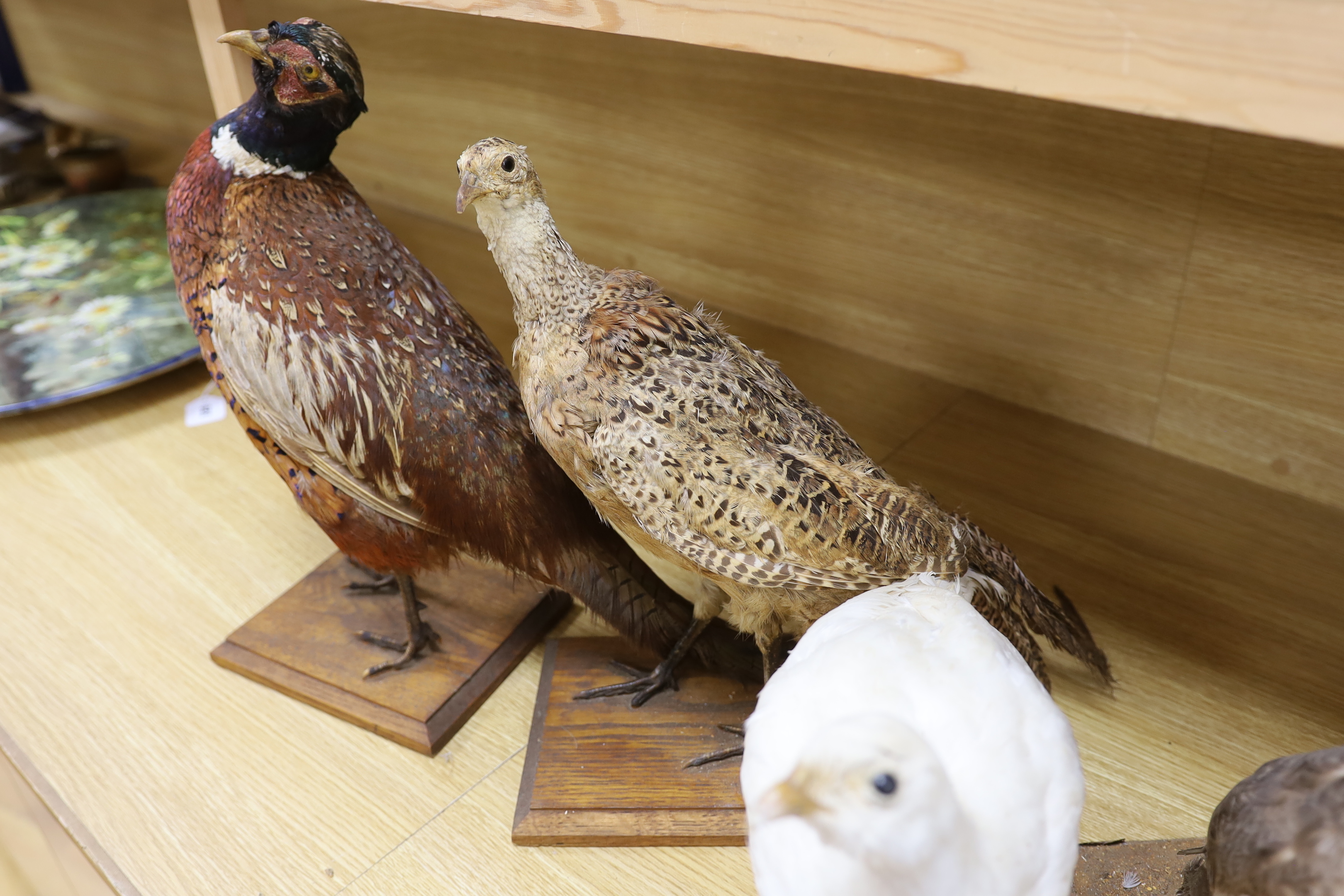 Four taxidermy birds: two pheasants, an albino pheasant and a diver, tallest 43cm high